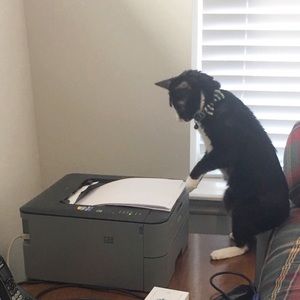 We are a kitty friendly home!